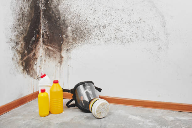 Crawl Space Mold Removal in Petaluma, CA