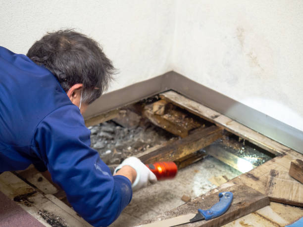Best Emergency Mold Removal  in Petaluma, CA
