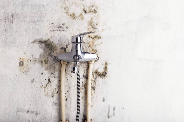 Best Commercial Mold Removal  in Petaluma, CA