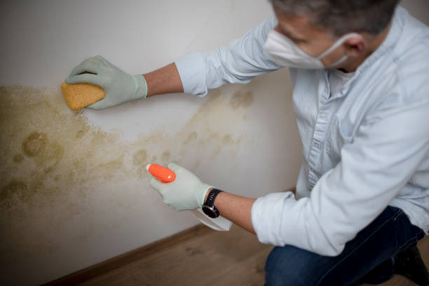 Best Office Mold Removal Services  in Petaluma, CA