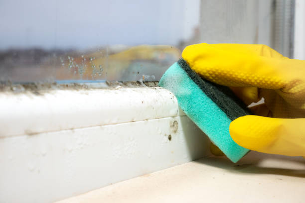 Best Professional Mold Removal  in Petaluma, CA