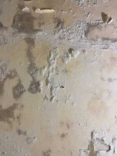 Best Same-Day Mold Removal  in Petaluma, CA