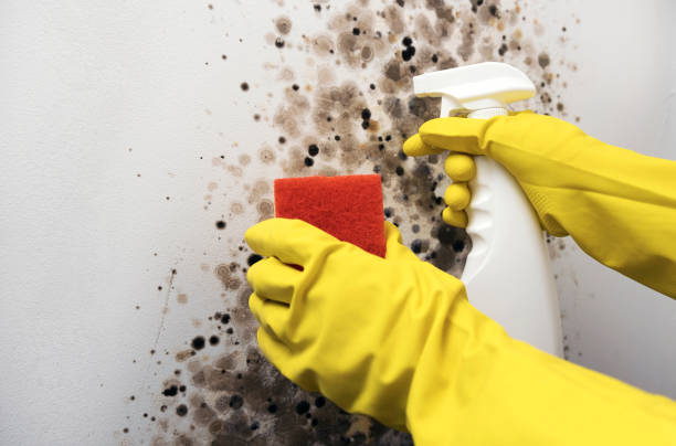 Best Fast Mold Removal  in Petaluma, CA