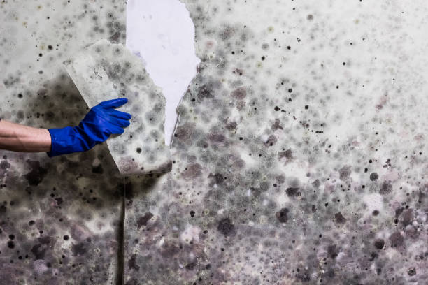 Best Mold Remediation  in Petaluma, CA