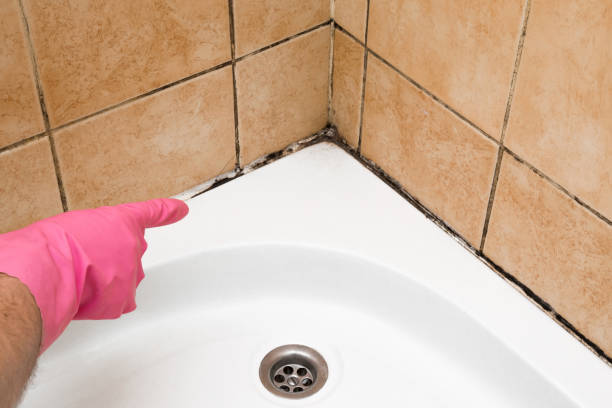 Best Mold Removal Company Near Me  in Petaluma, CA
